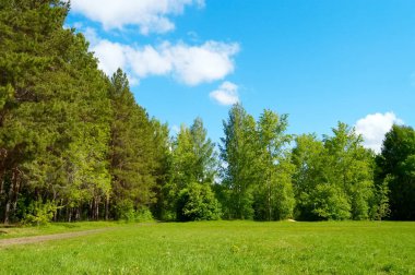 güzel yaz manzara - orman çayır