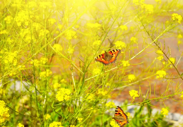 Sarı çiçekler üzerinde iki güzel kelebek — Stok fotoğraf