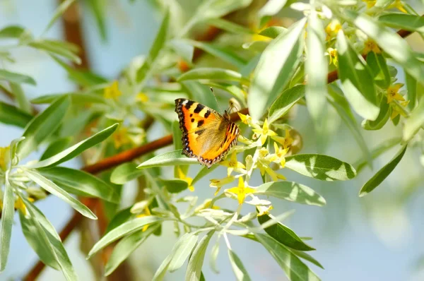 Summer butterfly på gula blommor Stockbild