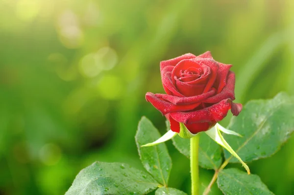 rose flower in the sun