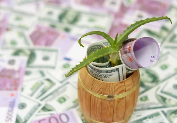 Planta verde y dinero en barril —  Fotos de Stock