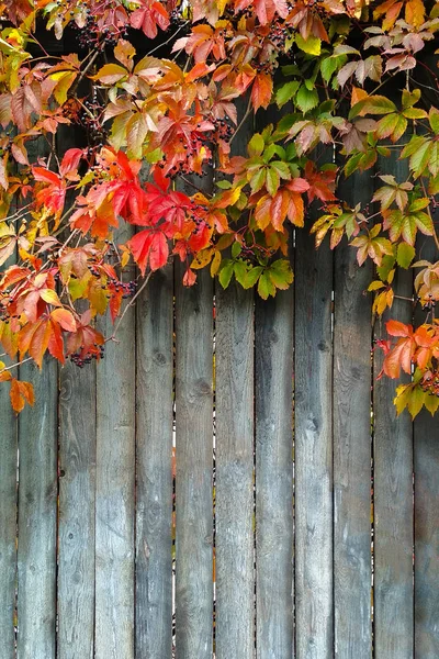 Wild grapes on old fence