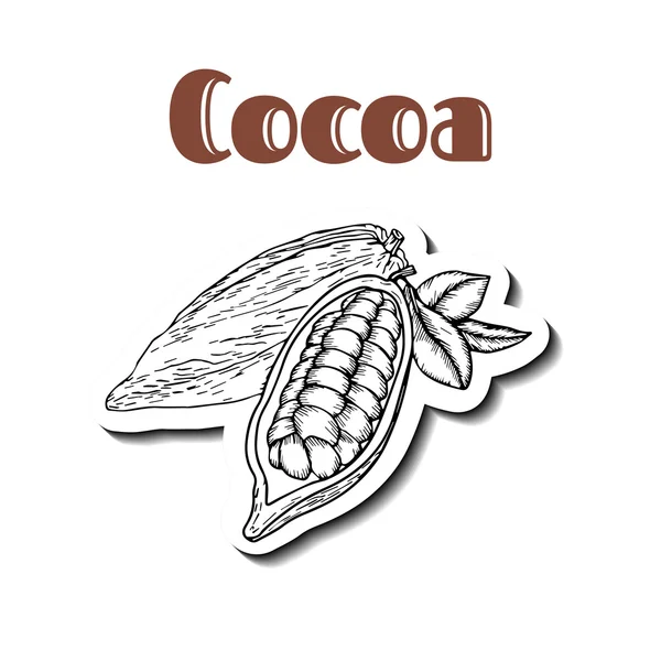 Fagiolo di cacao bianco — Vettoriale Stock