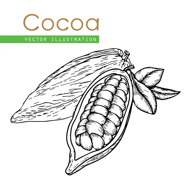 Cacaoboon wit — Stockvector