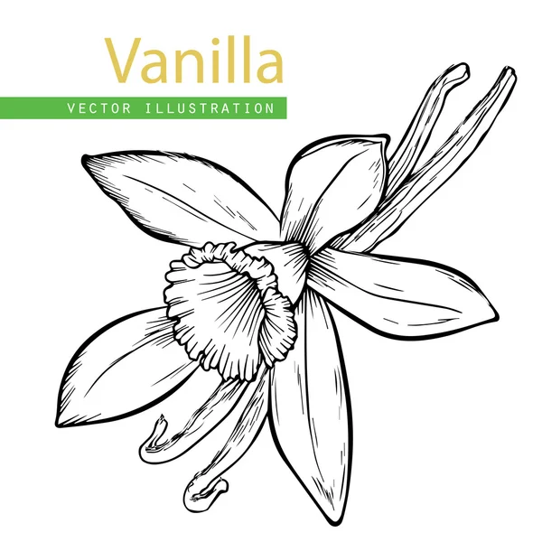 Vanilkové lusky a květina — Stockový vektor