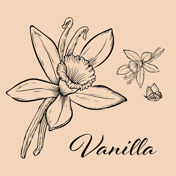 Vanilla pods and flower — Stock Vector