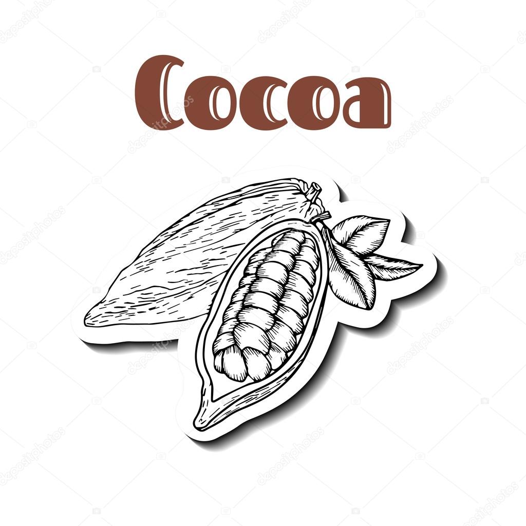 Cocoa bean white