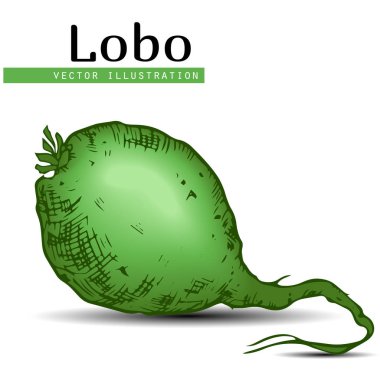 Lobo_ Çince turp