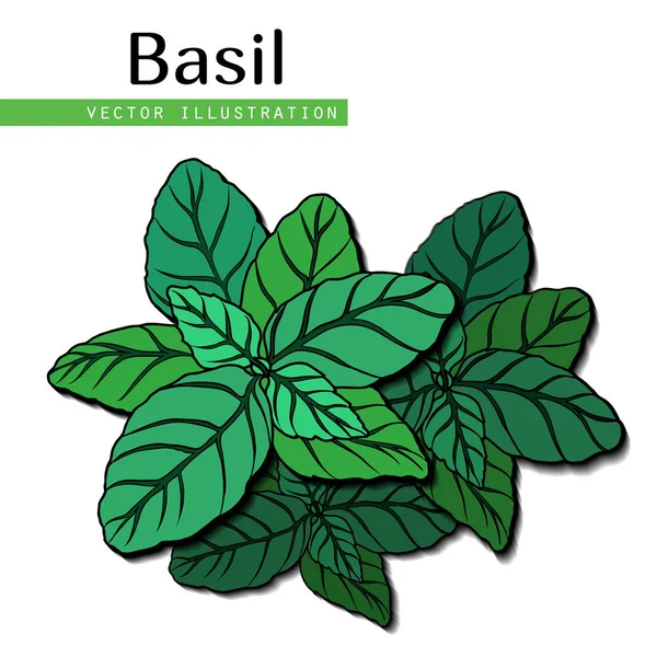 Feuilles de basilic vert — Image vectorielle