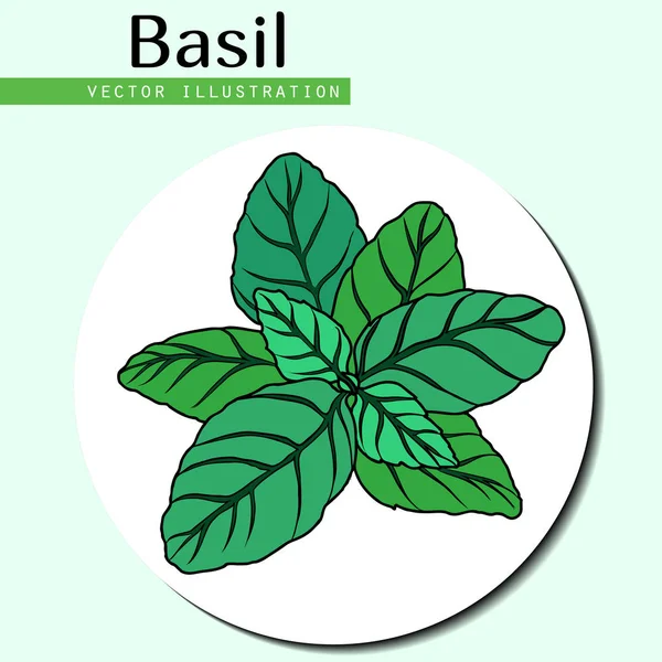 Basilicum bladeren groen — Stockvector