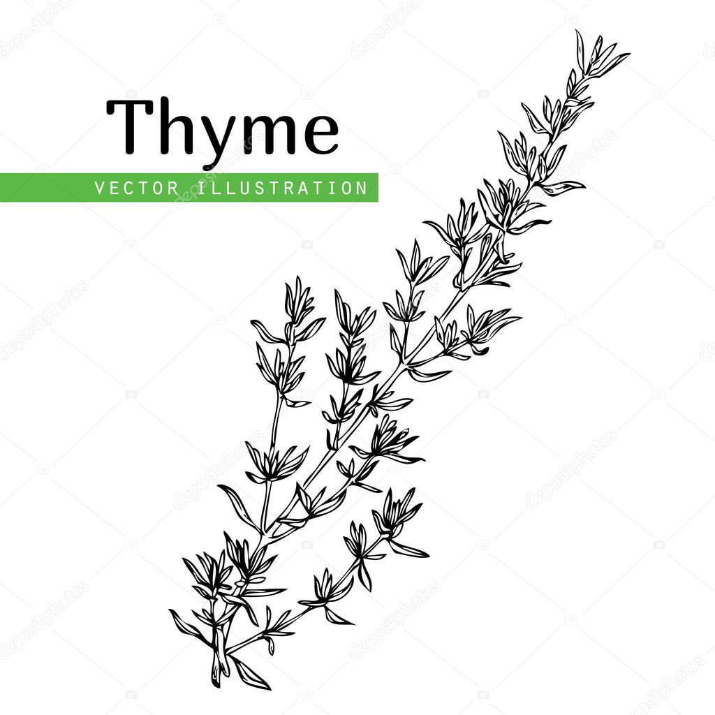 thyme plant on white