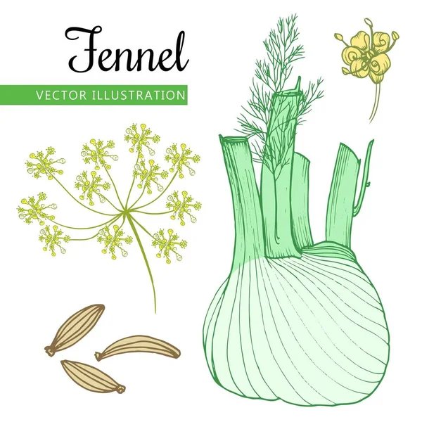 Venkel op wit groen — Stockvector