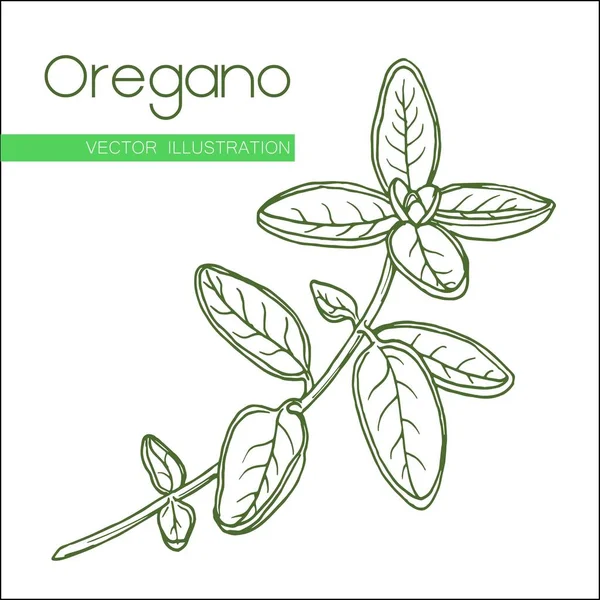 Oregano grönt på vitt — Stock vektor