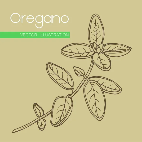 Oregano vintage 3 — Stockvector