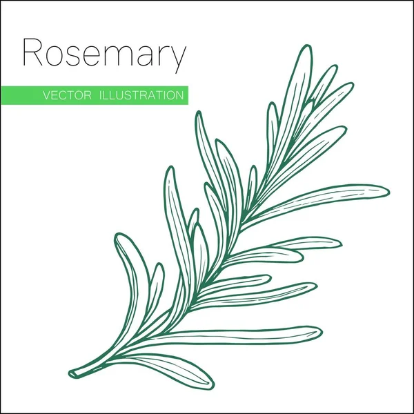 Rosmarin grün auf weiß — Stockvektor