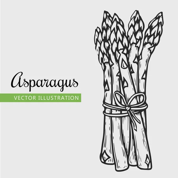 Asperges geïsoleerd — Stockvector