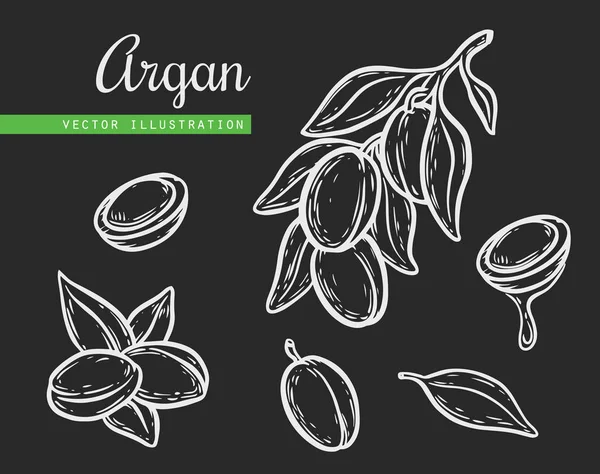 Argan vector tekening notenolie, fruit, bessen, blad, tak, plant. — Stockvector