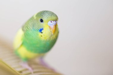 Muhabbet kuşu. Avustralya papağan 