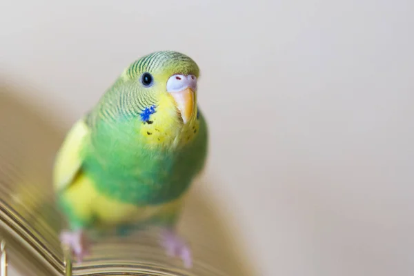Budgie. Australian Parrot — Stock Photo, Image