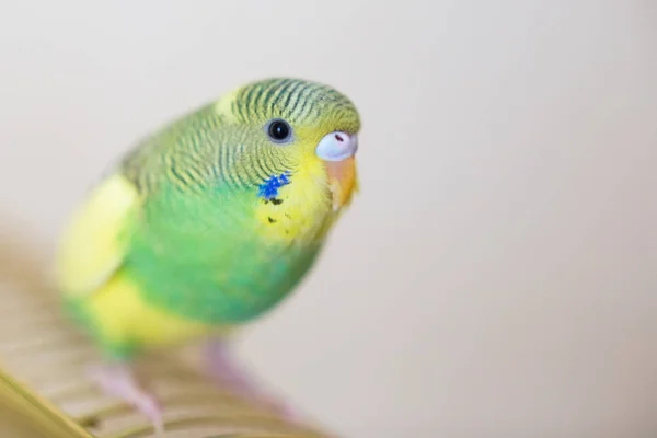 Budgie. Australijski papuga — Zdjęcie stockowe