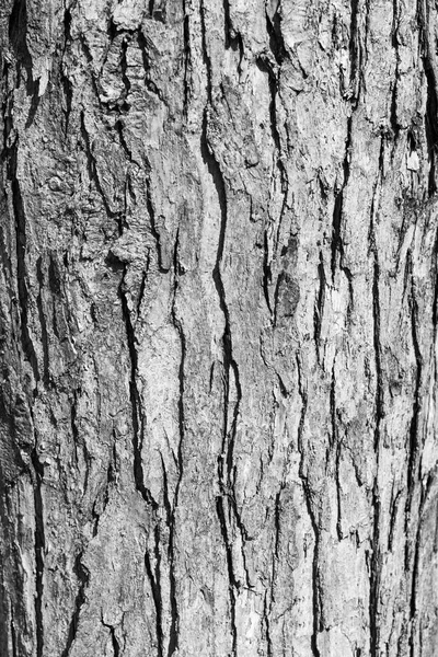 Fondo de textura de madera en blanco y negro —  Fotos de Stock