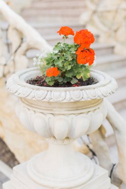 Açık yaz veya bahar taze çiçekler