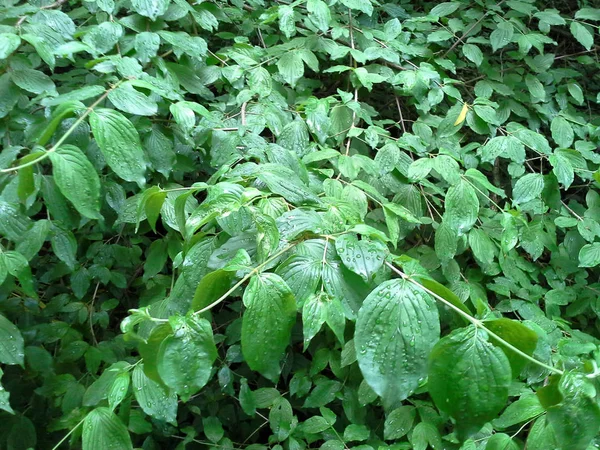 Leafs after rain — Stock Photo, Image