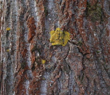 Ağaç kırmızı doku