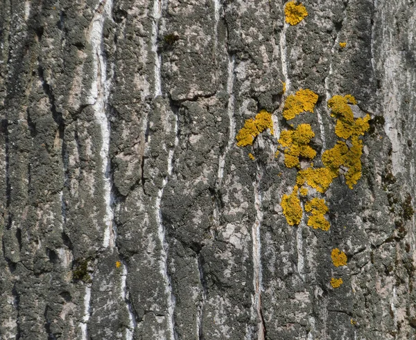 Graue Baumstruktur — Stockfoto