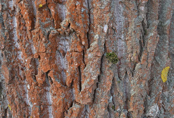 Strom červená okrová textura — Stock fotografie
