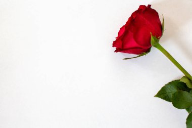 kırmızı gül beyaz arkaplanda izole