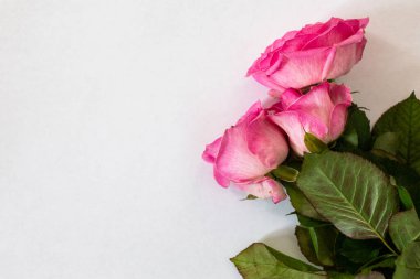 Beyaz arkaplanda pembe gül