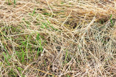 saman çimeni arka planı