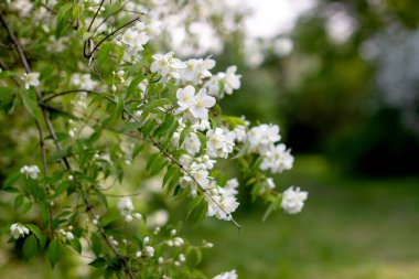 Yeşil arka planda beyaz çiçekler