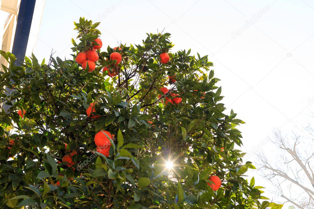 green mandarin trees in february