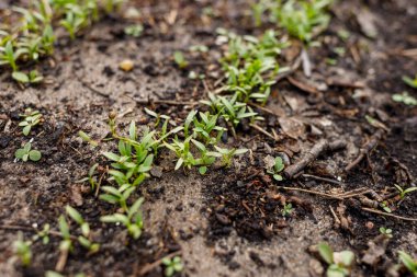 kişniş bir serada filizlenir