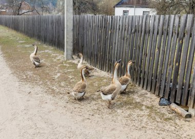 Çitin yakınındaki köyde kazlar var.