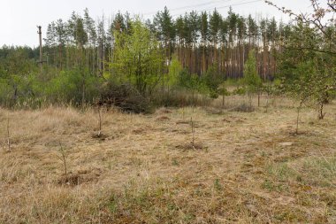 Bir sürü ot ve ağaç var.