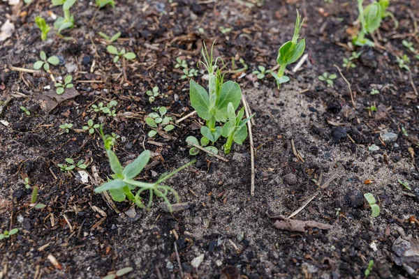 Ärtgroddar Marken Ett Växthus — Stockfoto