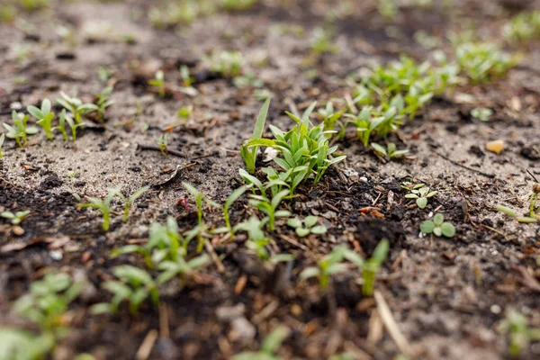 Germogli Cilantro Una Serra — Foto Stock