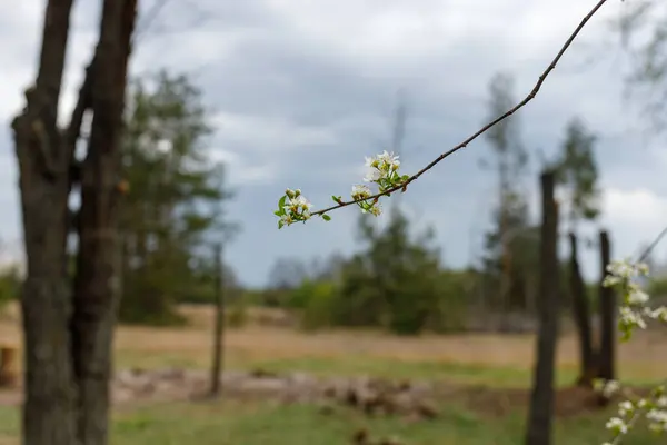 뇌우가 내리기 꽃피는 사과나무 — 스톡 사진