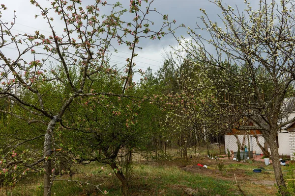 Macieira Florescente Antes Uma Tempestade — Fotografia de Stock