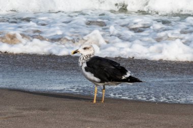 Dalgaların yakınındaki kumlu sahilde martı.