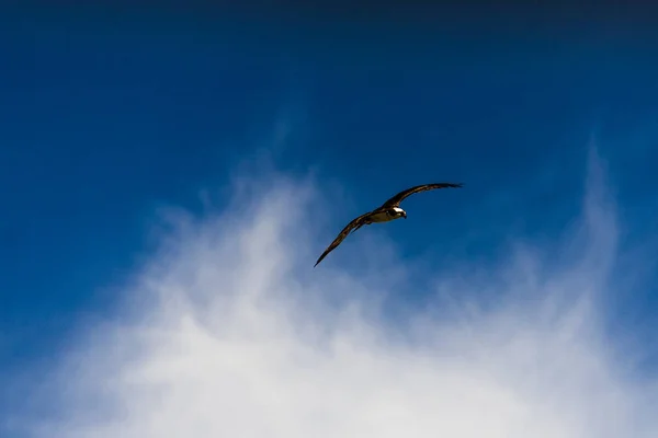 하늘을 날으는 갈매기 — 스톡 사진