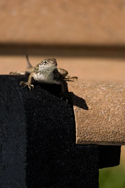 Front View Lizard Bench Florida — Stock Photo, Image