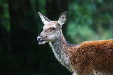 ormandaki küçük geyik