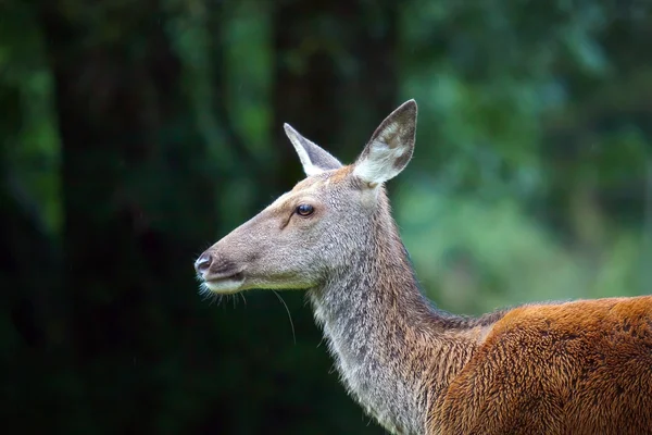 Liten hjort i skogen — Stockfoto