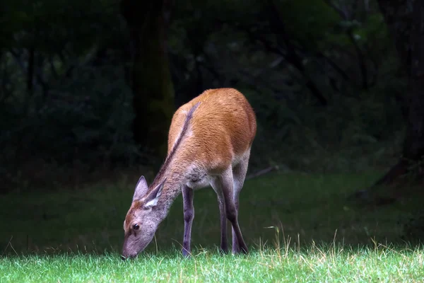 Pequeno veado na floresta — Fotografia de Stock