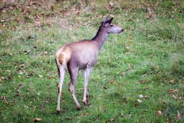 Kadın geyik. Kadın geyik otlama. Arkadan çekim.