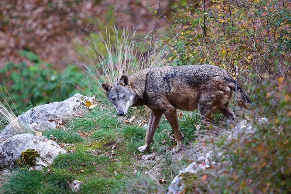 Apennijnen wolf, Canis Lupus cursief — Stockfoto